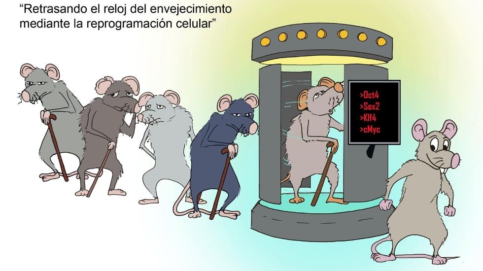El envejecimiento podr�a ser reversible.Carlos L�pez Ot�n, en Compostela