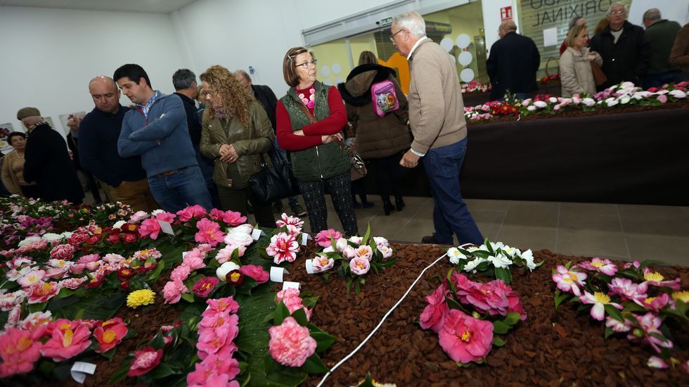 Exposición de la camelia en Boiro