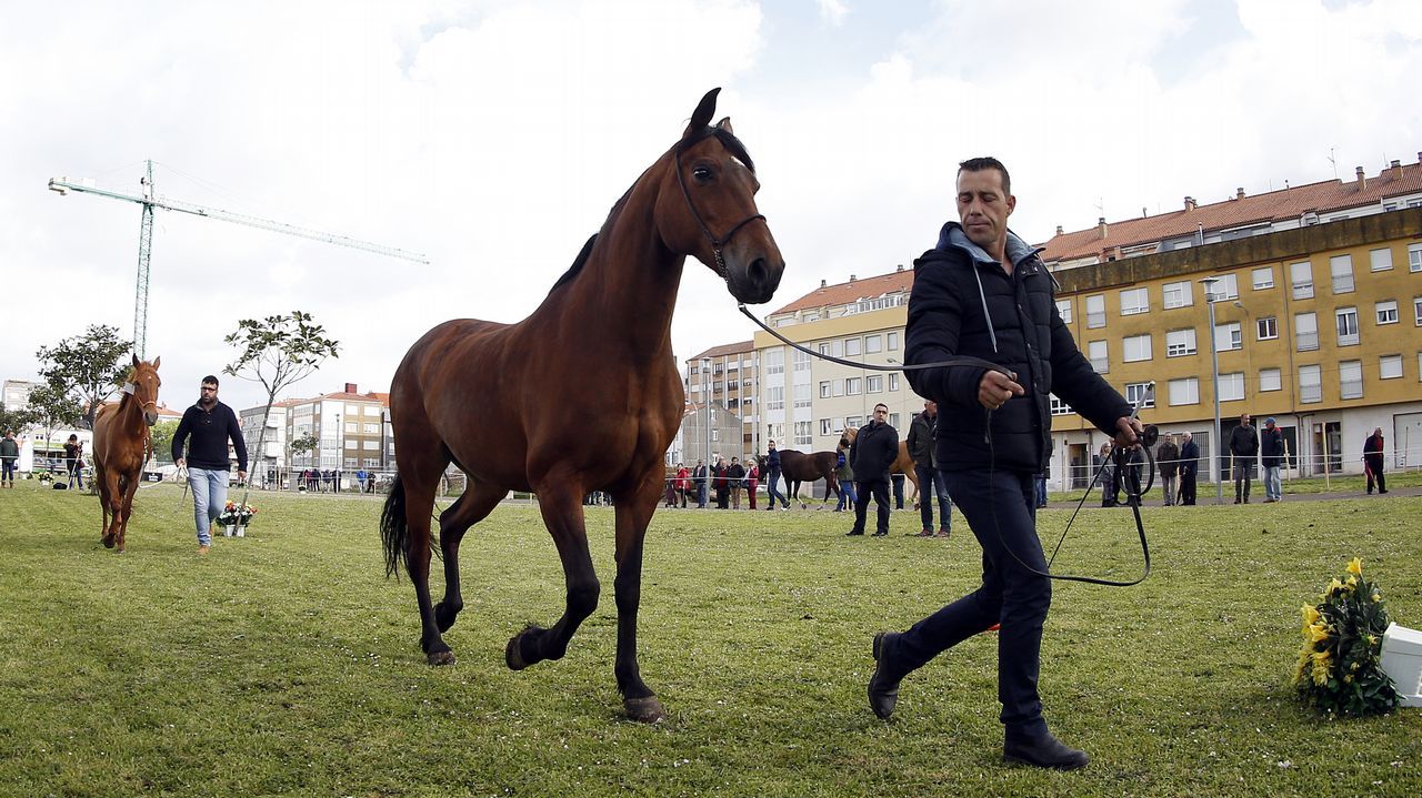 Feria caballar en las Fiestas de San Marcos 2019