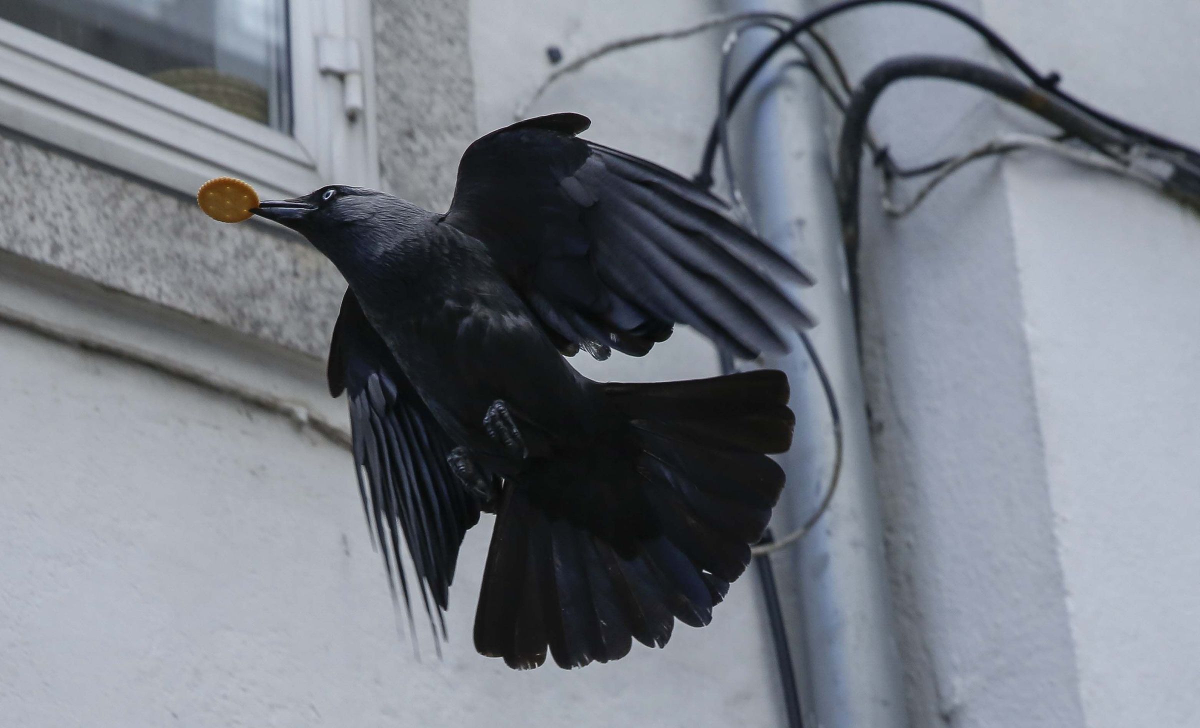 Un corvo fuxe co seu prezado bot�n conseguido nas terrazas da Rai�a, en Santiago de Compostela. 16/05/2021
