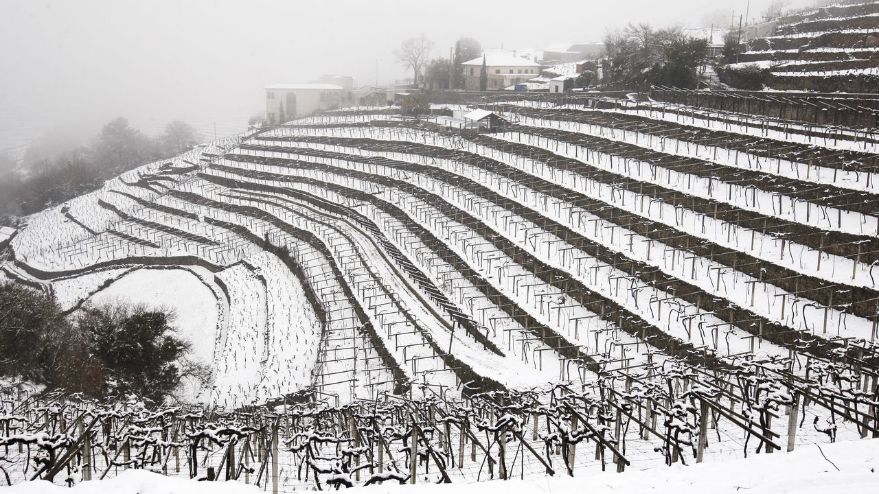 La nieve que deja el temporal cubre los bancales de las viñas de A Cova