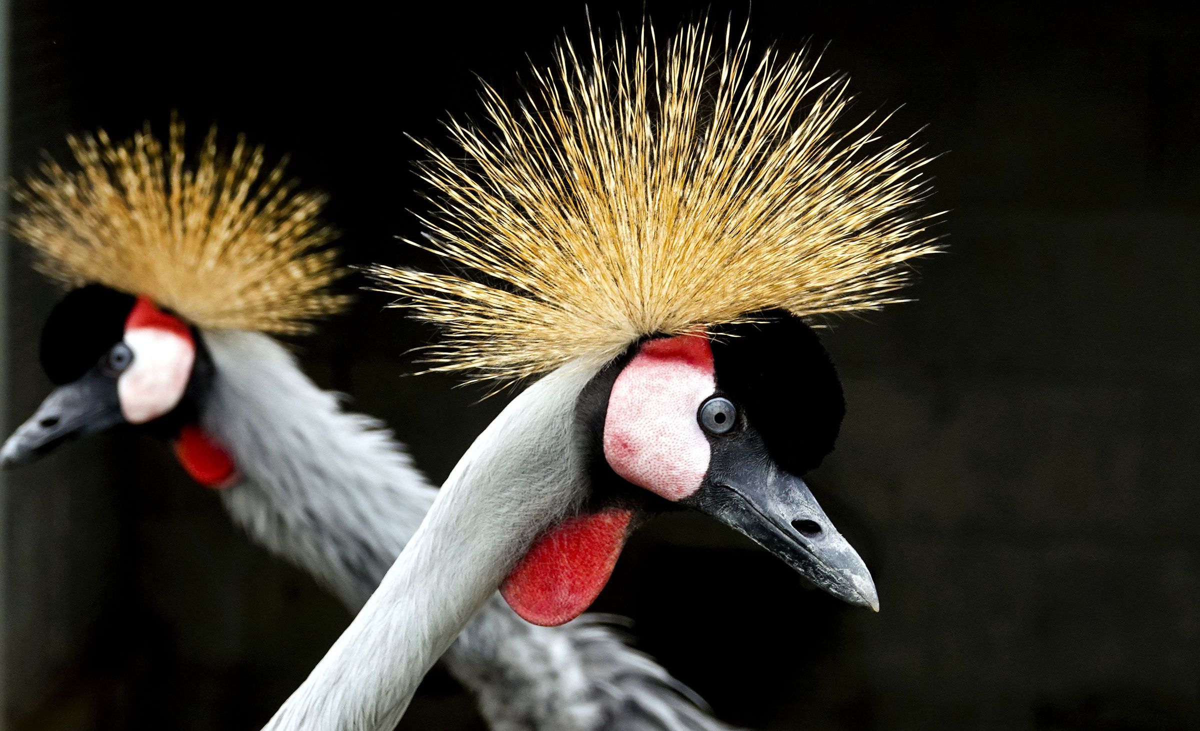 Grullas coronadas nunha granxa de aves de O Rosal. 19/06/2024