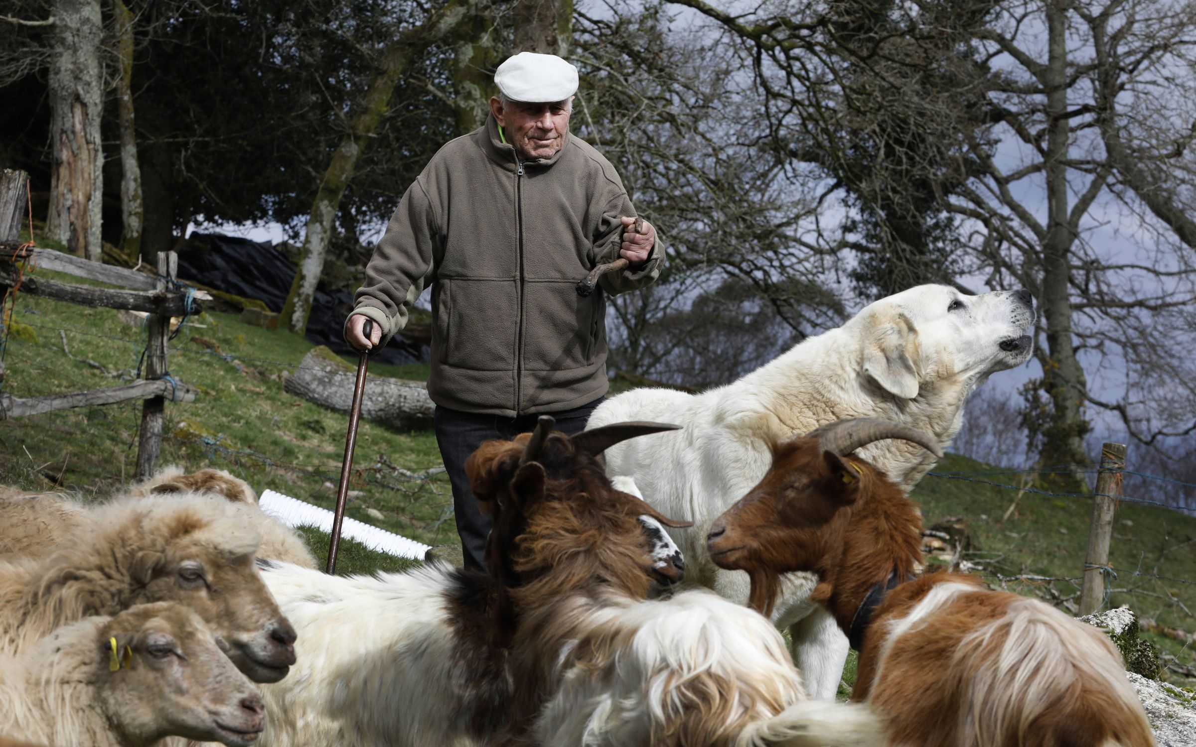 Daniel Vizoso, con 95 anos segue pastoreando na serra do Xistral, Alfoz. 05/03/2025
