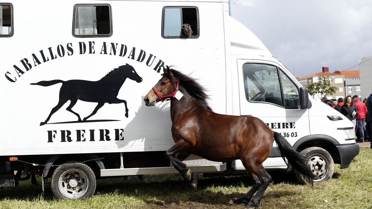Feria caballar en las Fiestas de San Marcos 2019