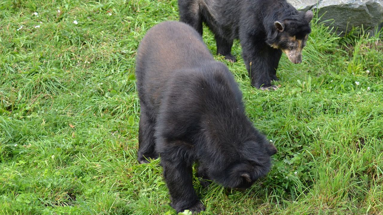 Una ni�a entrega un global a las j�venes que sostienen la bandera de Cuba en el Desfile del D�a de Am�rica en Asturias.Dos ejemplares de oso andino