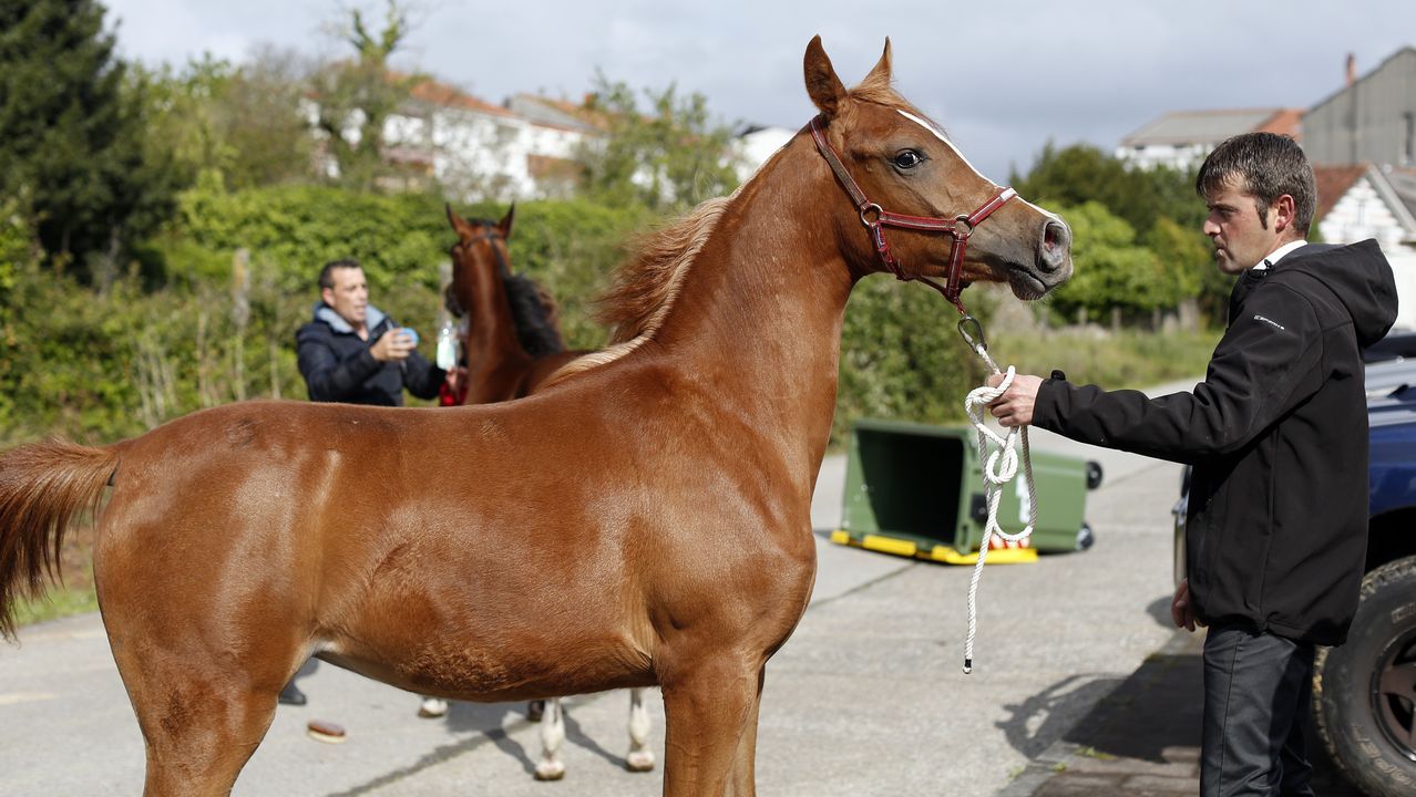 Feria caballar en las Fiestas de San Marcos 2019