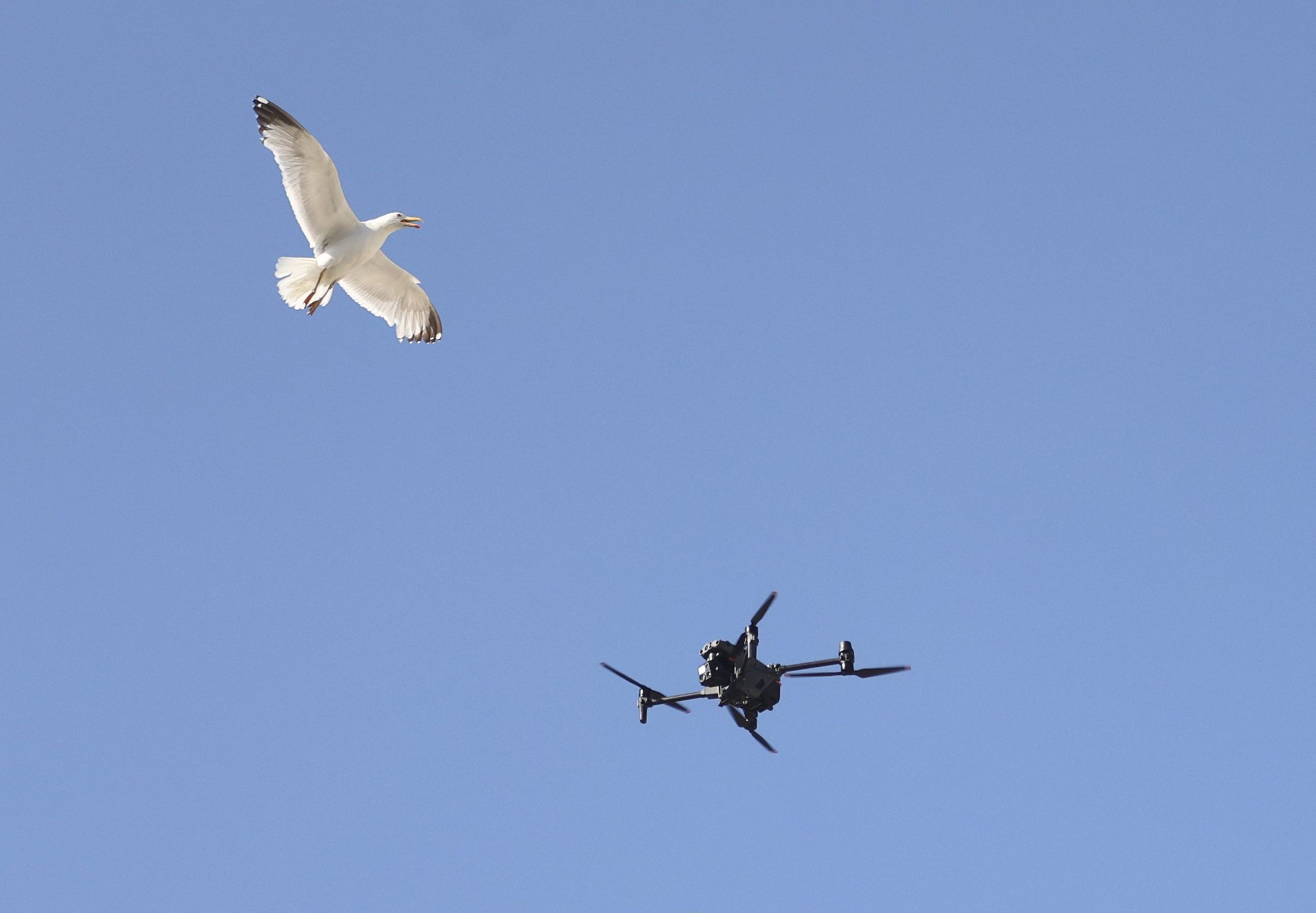 Unha gaivota comparte incmoda o voo cun dron de vixiancia na Praza do Obradoiro durante os actos da ofrenda ao Apstolo. 25/07/2025