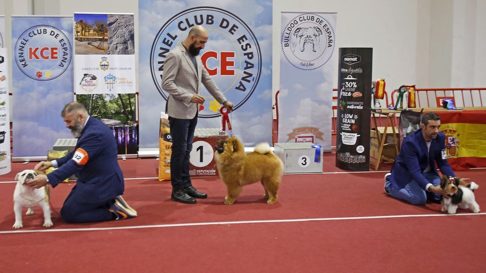 III Exposición Internacional Canina de Ponte Caldelas