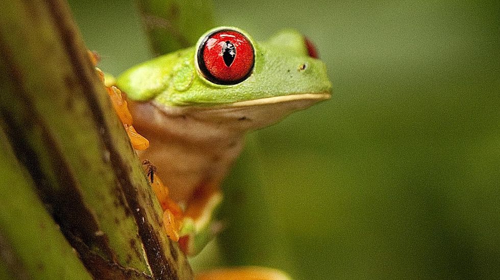 Una saliva reversible, el arma secreta de las ranas.Pten humana