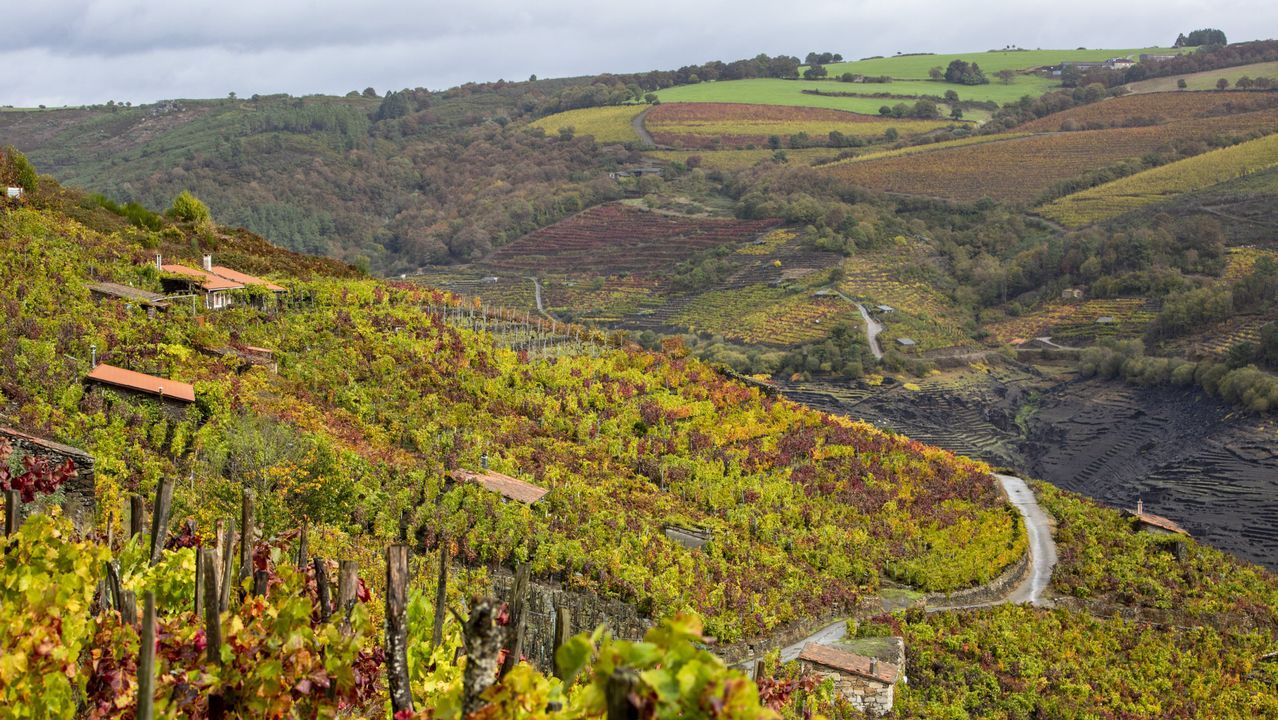 Los viñedos de Sobrecedo, en Taboada