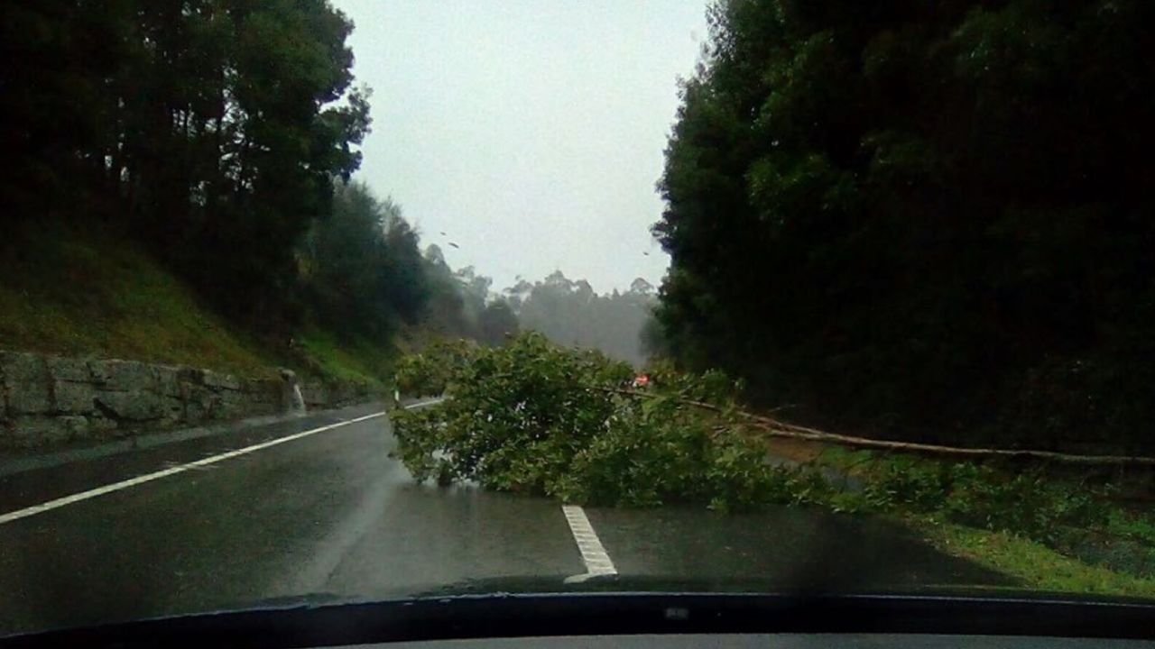 .Árbol caído en la localidad pontevedresa de Beluso