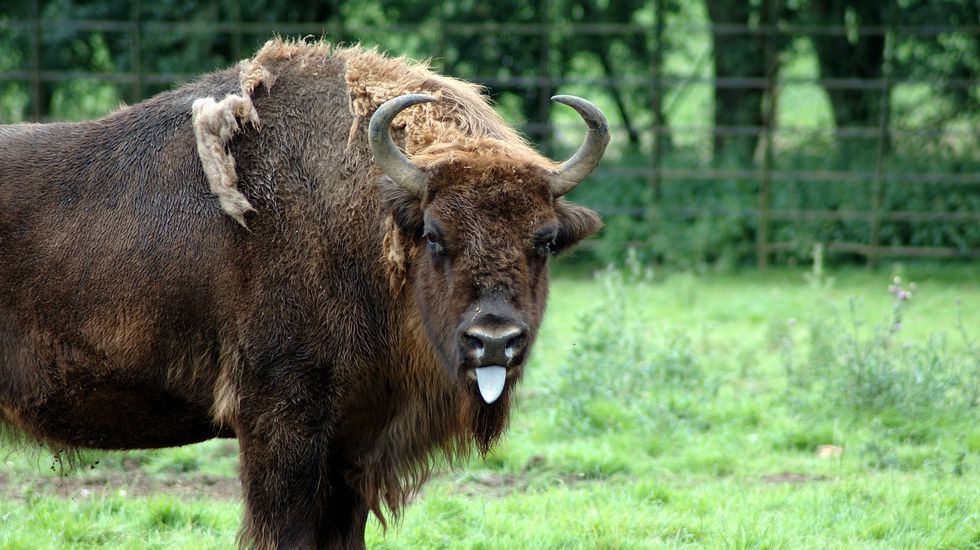 Un bisonte europeo en parque de Bialowieza (Polonia). Ganaderos andaluces han tra�do ejemplares para reintroducirlo en Espa�a