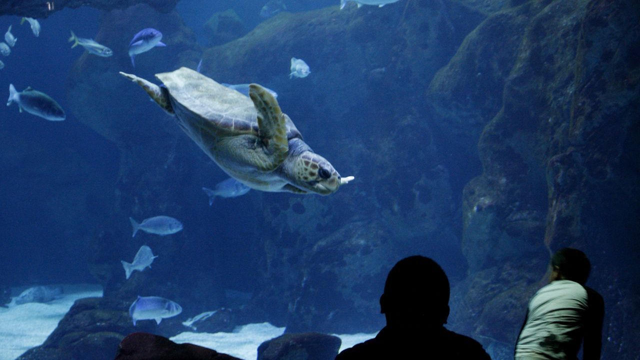La Calzada Gijon. Personas observan uno de los tanques del Bioparc Acuario de Gij�n 