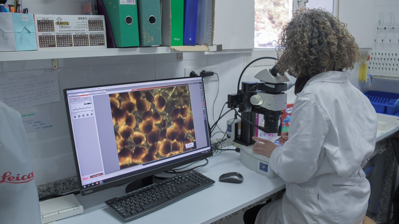 Una incisi�n de 8 cent�metros y una recuperaci�n r�pida: as� es el primer trasplante de pulmones robotizado.La investigaci�n ha tenido una parte de an�lisis en laboratorio.