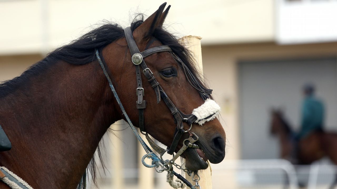 Feria caballar en las Fiestas de San Marcos 2019