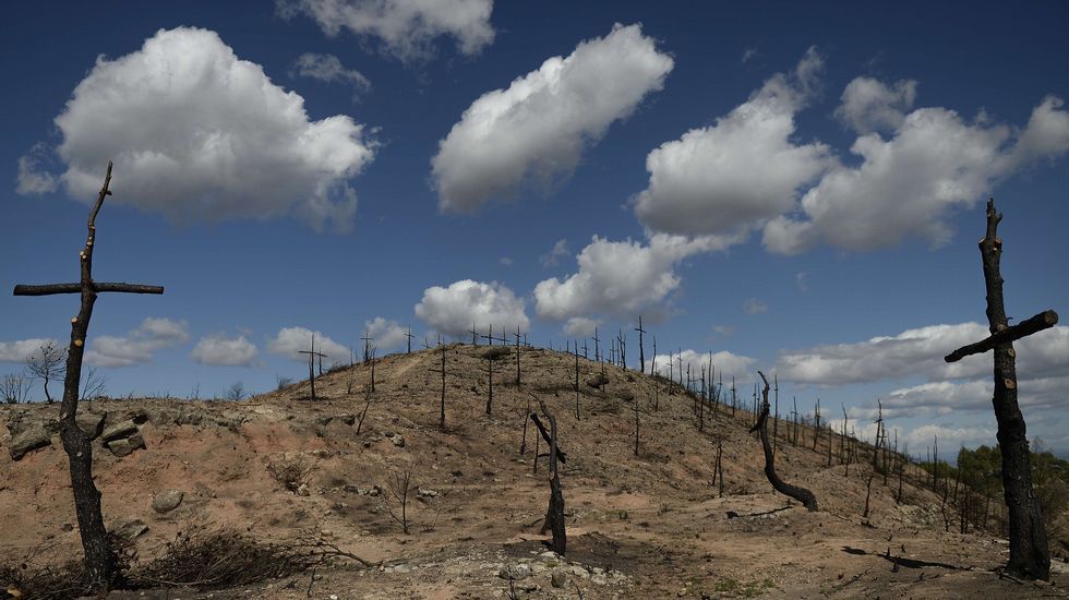 Un área transformada por los servicios antiincendios en un cementerio con 200 cruces hechas de árboles carbonizados, después de un fuego declarado cerca de Igualada.