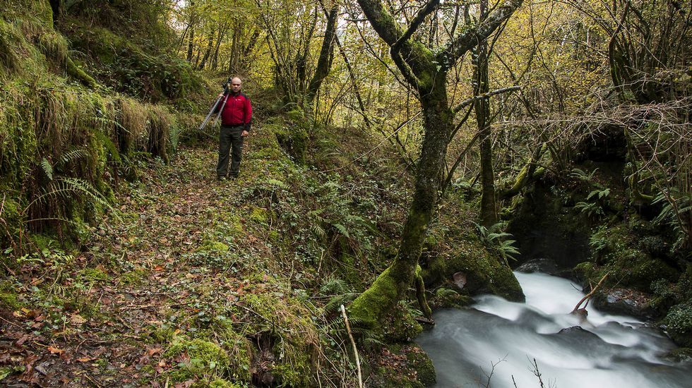 Tramo de camino en la Devesa das Reboleiras, un bosque de rebolo o Quercus pyrenaica