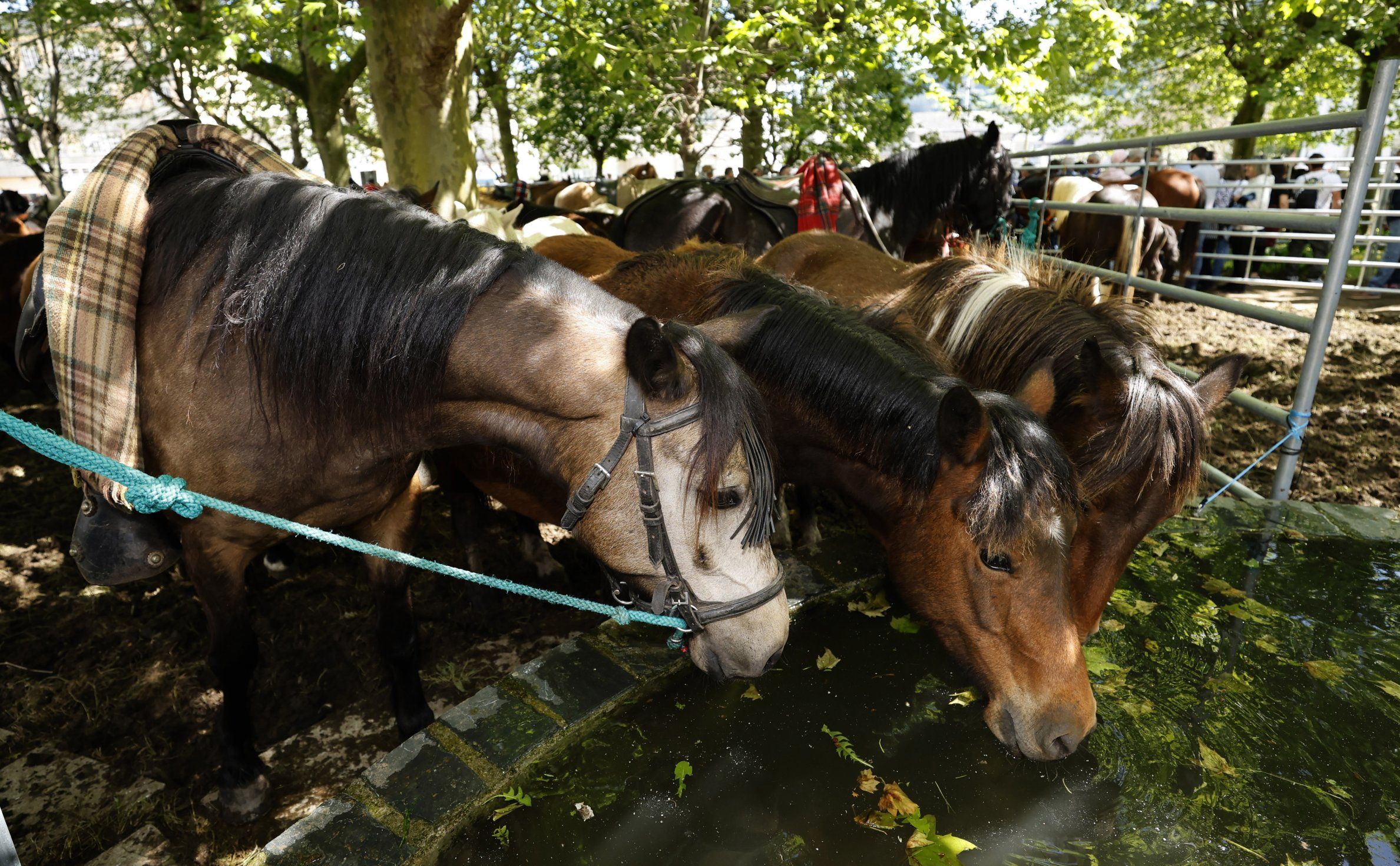 Cabalos da Feira das Quendas de Mondoedo beben no recinto feiral. 01/05/2025