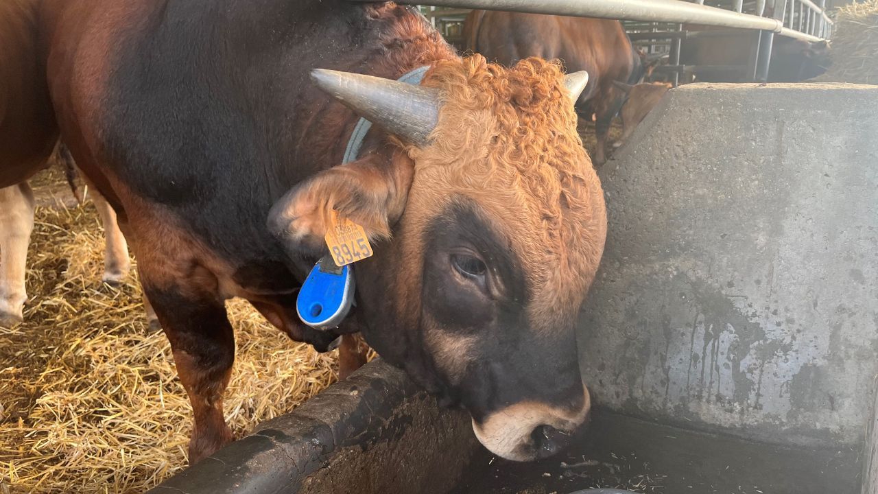 Teodoro, el primer cordero modificado gen�ticamente en Espa�a.Investigadores del CSIC desarrollan un bebedero para el ganado que limite los microbios