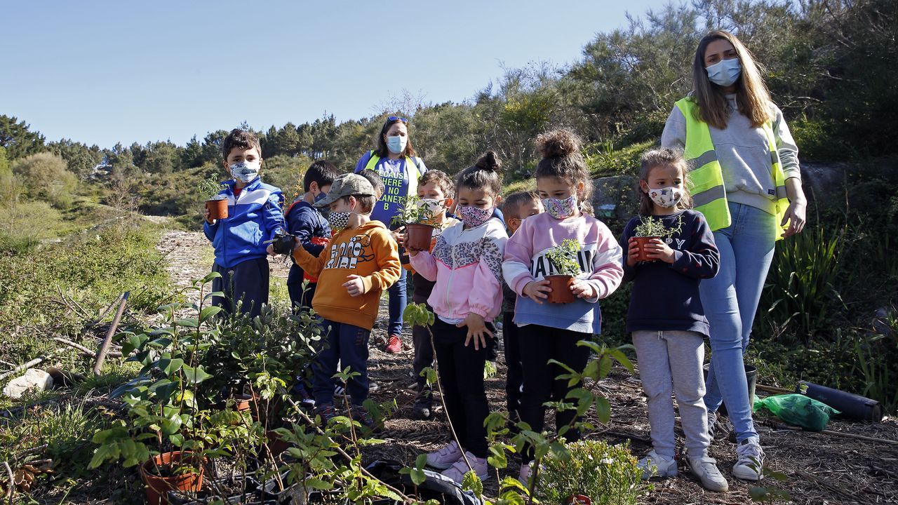 La comunidad de montes de Baroña continua con su bosque comestible