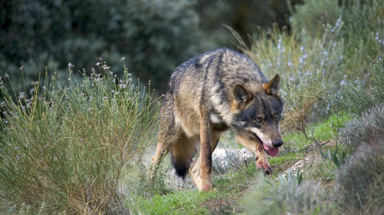 Imagen de archivo de un lobo