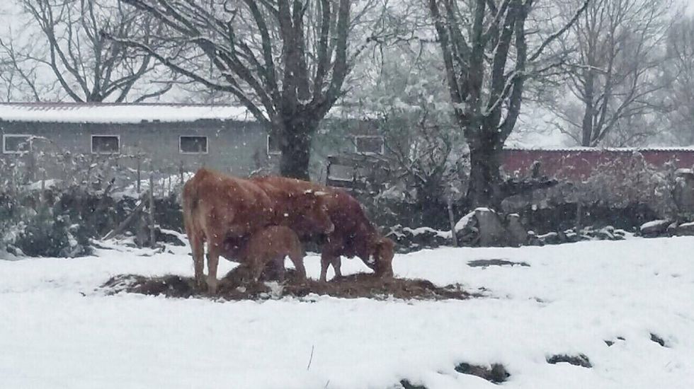 Segundo día de nevadas en Ourense.Nieve en Montederramo