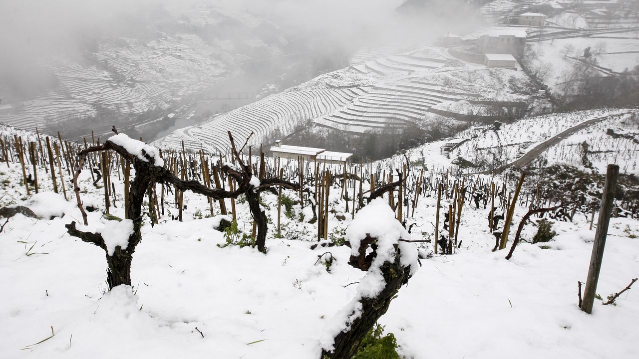 La nieve que deja el temporal cubre los bancales de las viñas de la Ribeira de A Ermida.