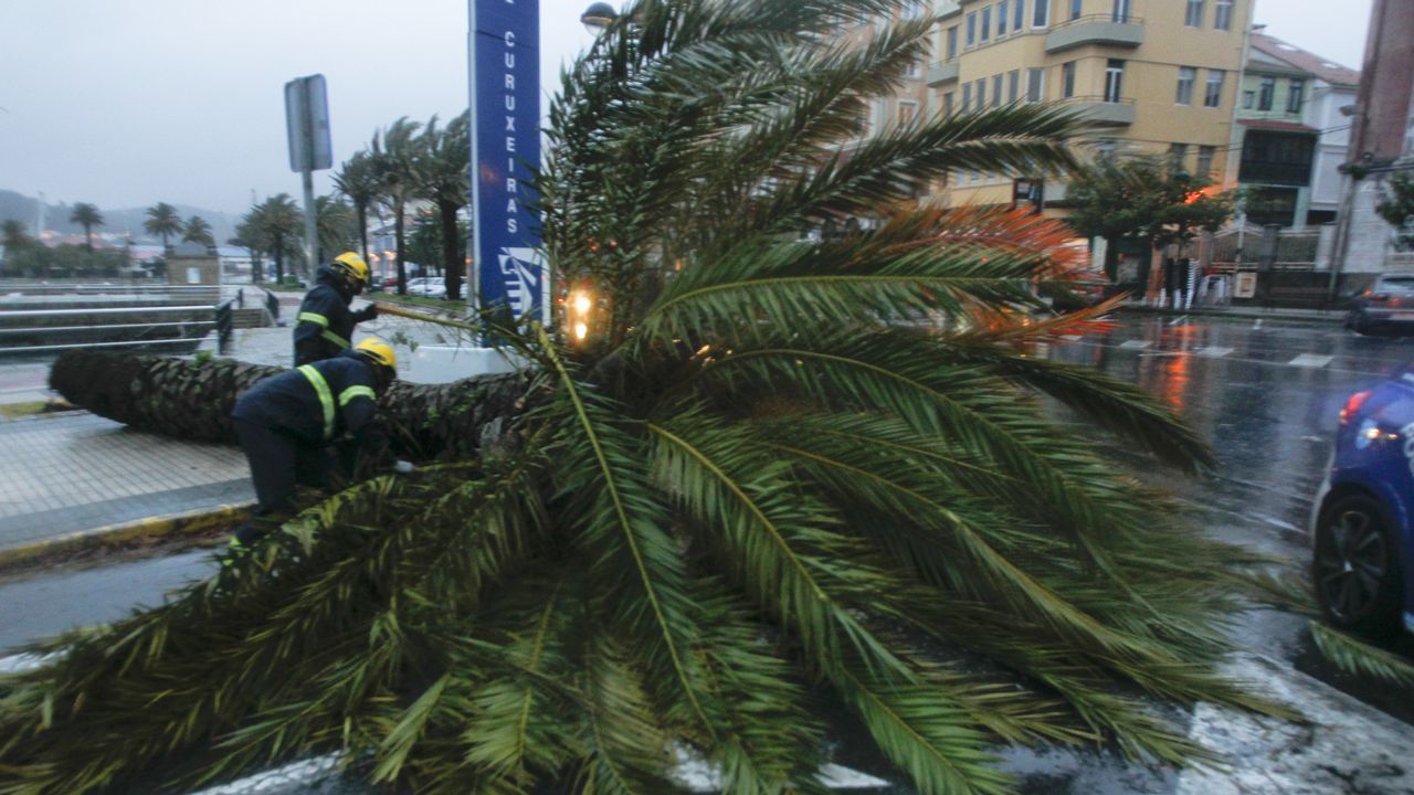 .Bomberos de Ferrol procedieron a la retirada de la palmera, que invadía parte de la calzada
