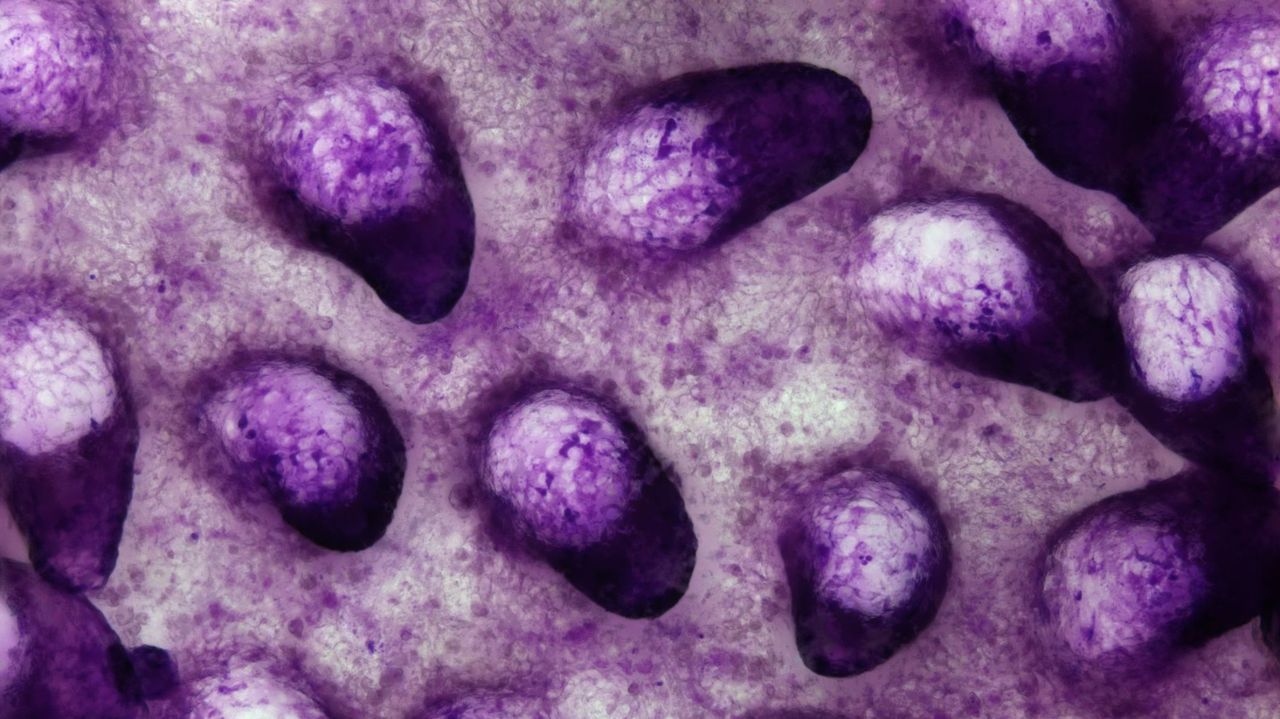 Estructura del mini intestino creado en laboratorio