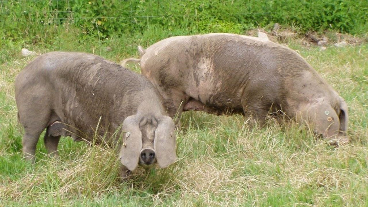 Laboratorio investigacion farmacos ensayos cl�nicos.Criadores de razas aut�ctonas reclaman a Lastra informaci�n sobre los baremos y la gesti�n del Plan del Lobo