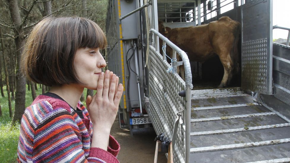 La Guardia Civil recogió las vacas de la explotación de Boiro.