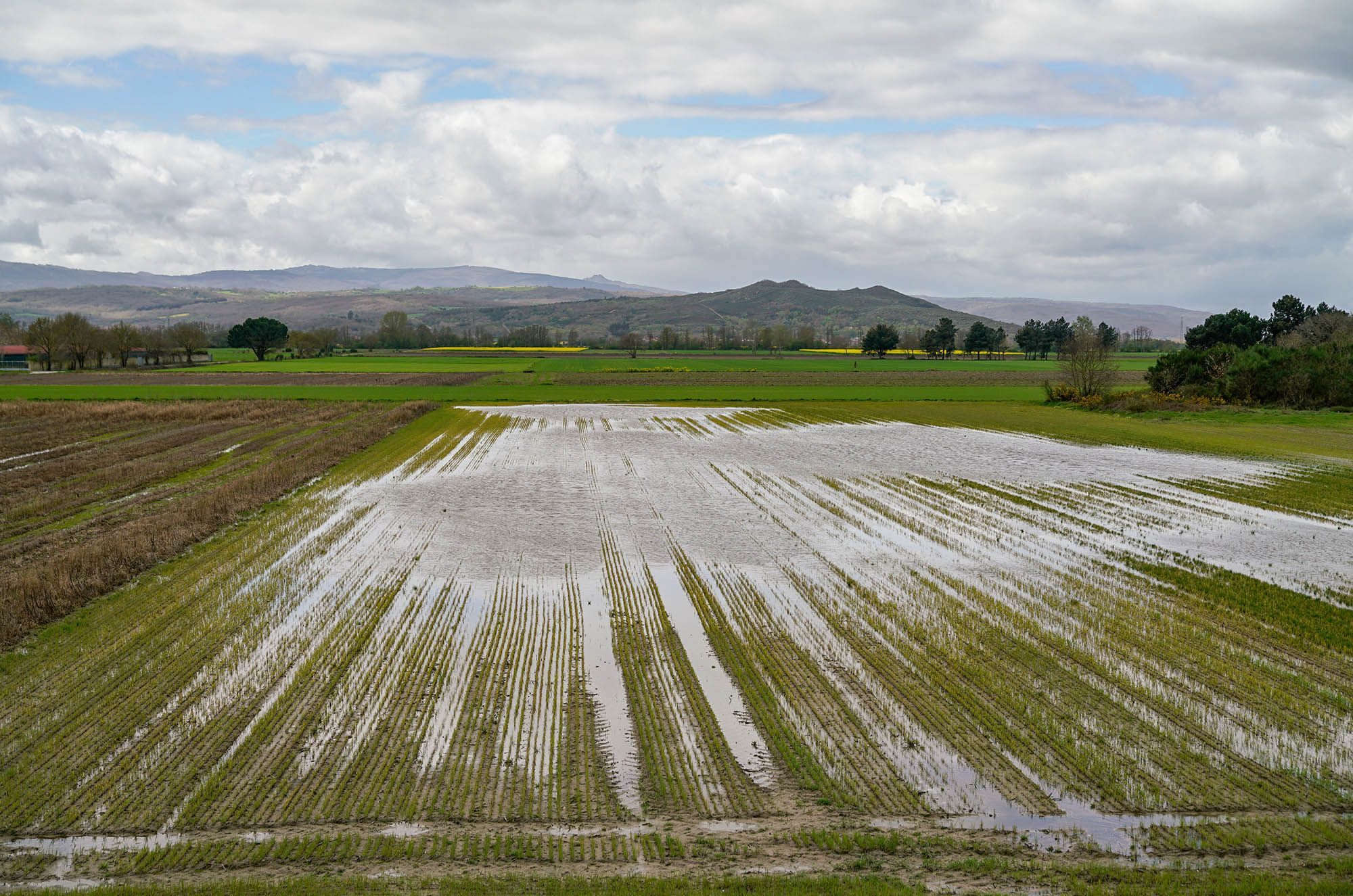 O agro da Limia asolagado a causa das choivas. 03/04/2024