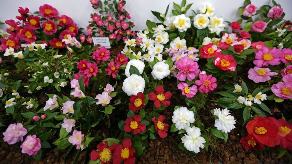 Exposición de la camelia en Boiro