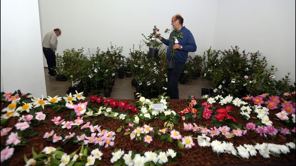 Exposición de la camelia en Boiro