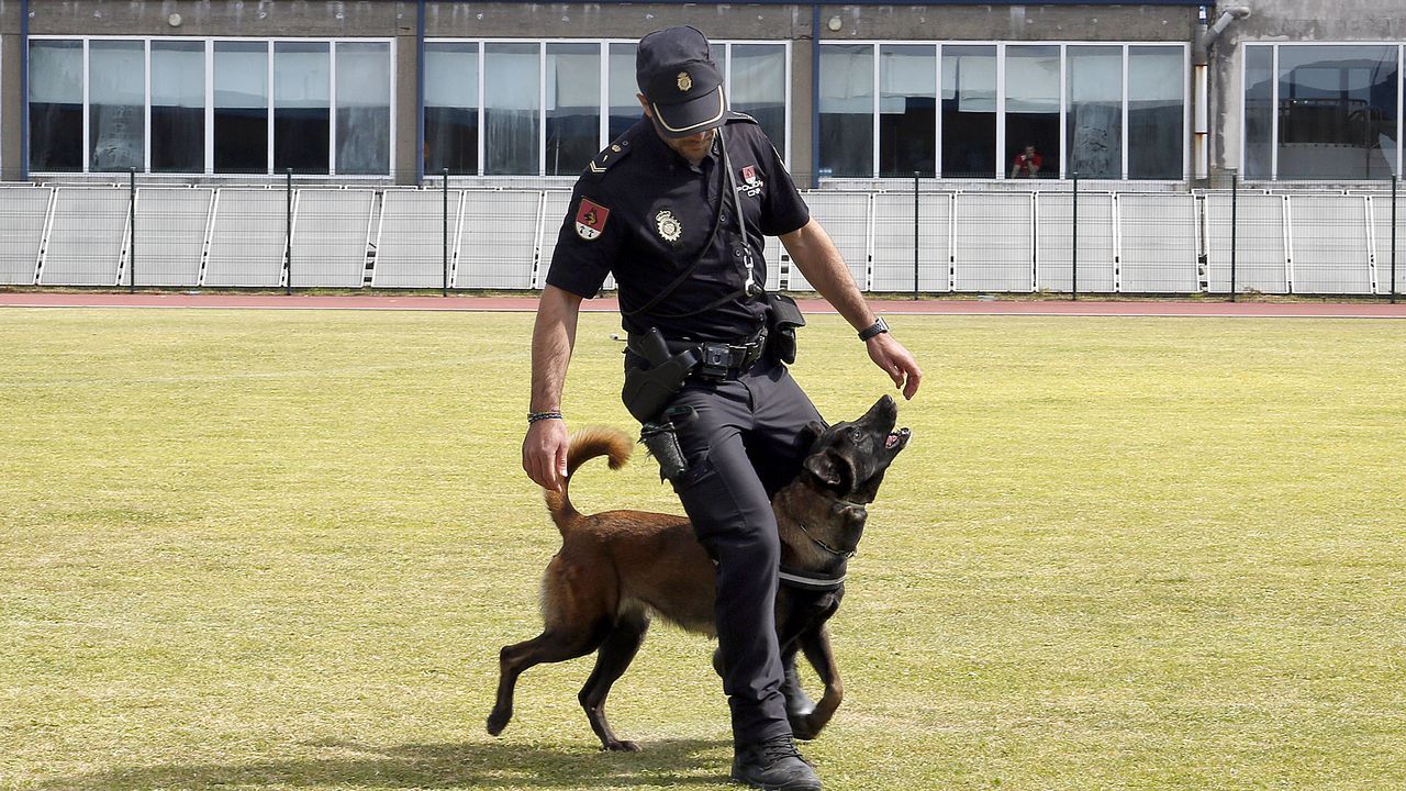 Exhibicion de la Policía Nacional para los escolares de Ribeira con helicoptero, caballería, perros de rastreo