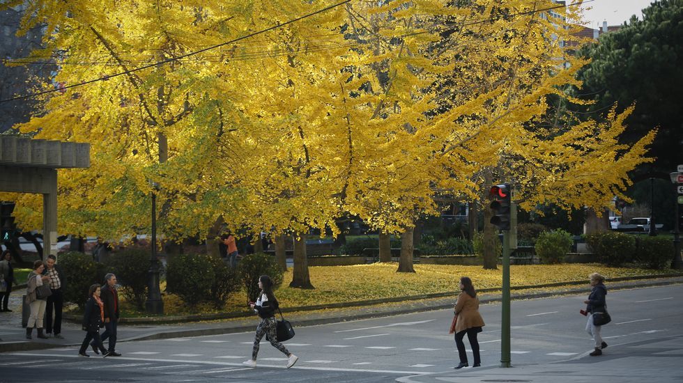 otoño. bosque de ginkgo en cuatro caminos