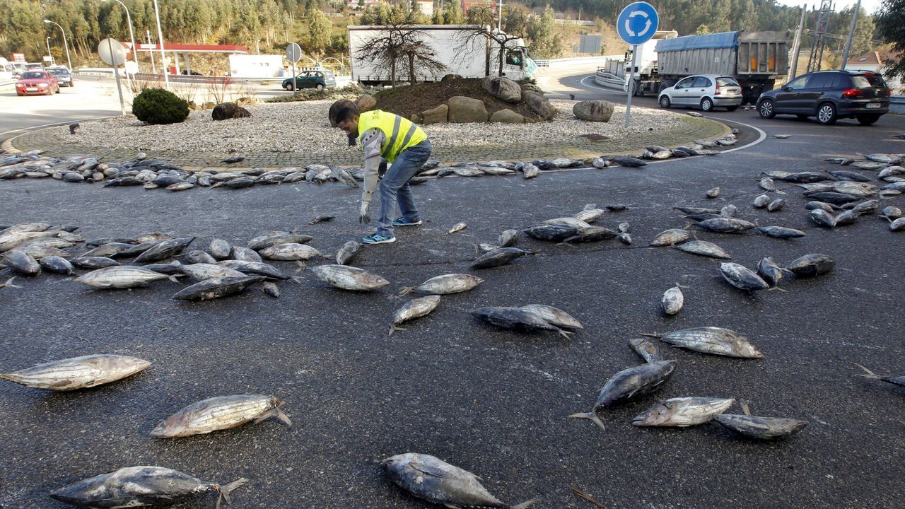 Un camión cargado de atunes pierde su carga en la rotonda del Salgueiral