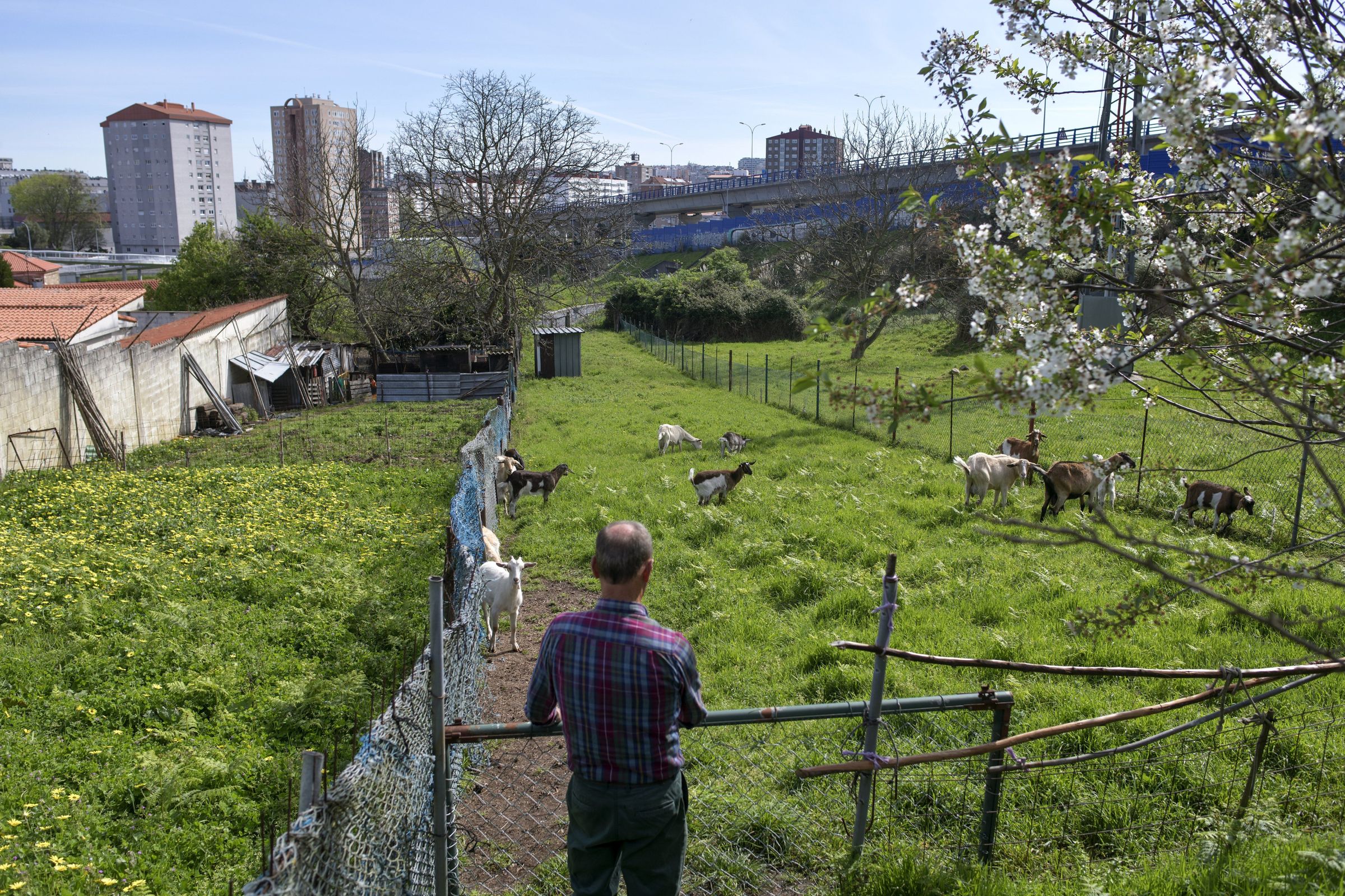 Leandro, o �ltimo pastor de A Coru�a. 11/04/2024