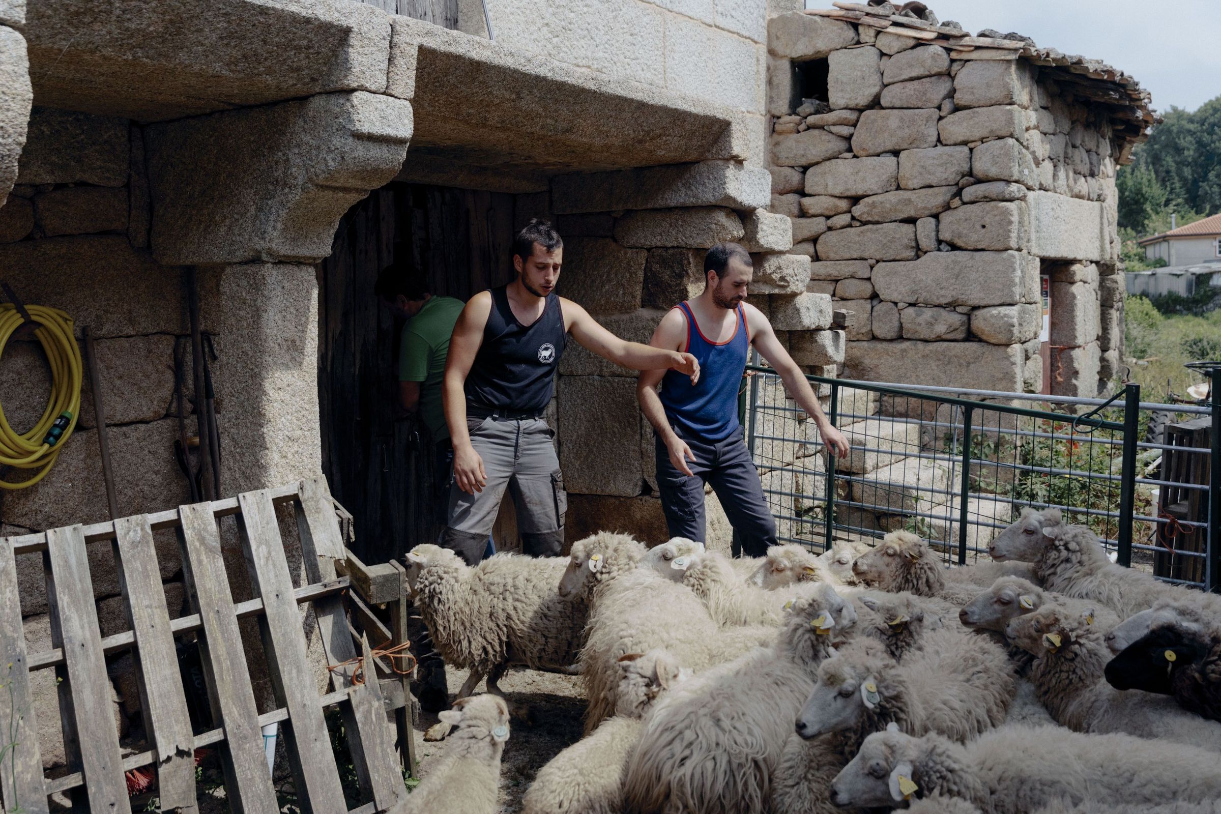 Comeza a tosquia das ovellas na finca A tellada. 23/06/2025