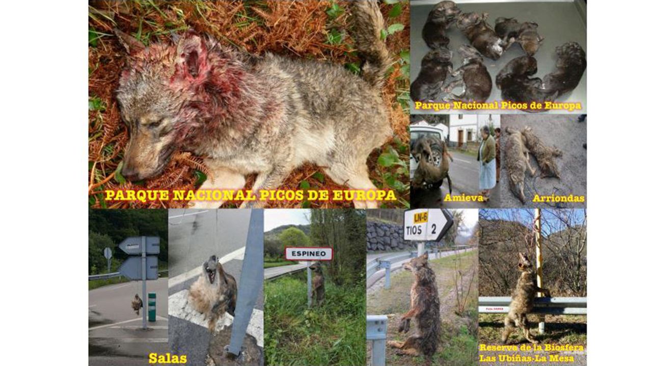 Lobos encontrados muertos en Asturias