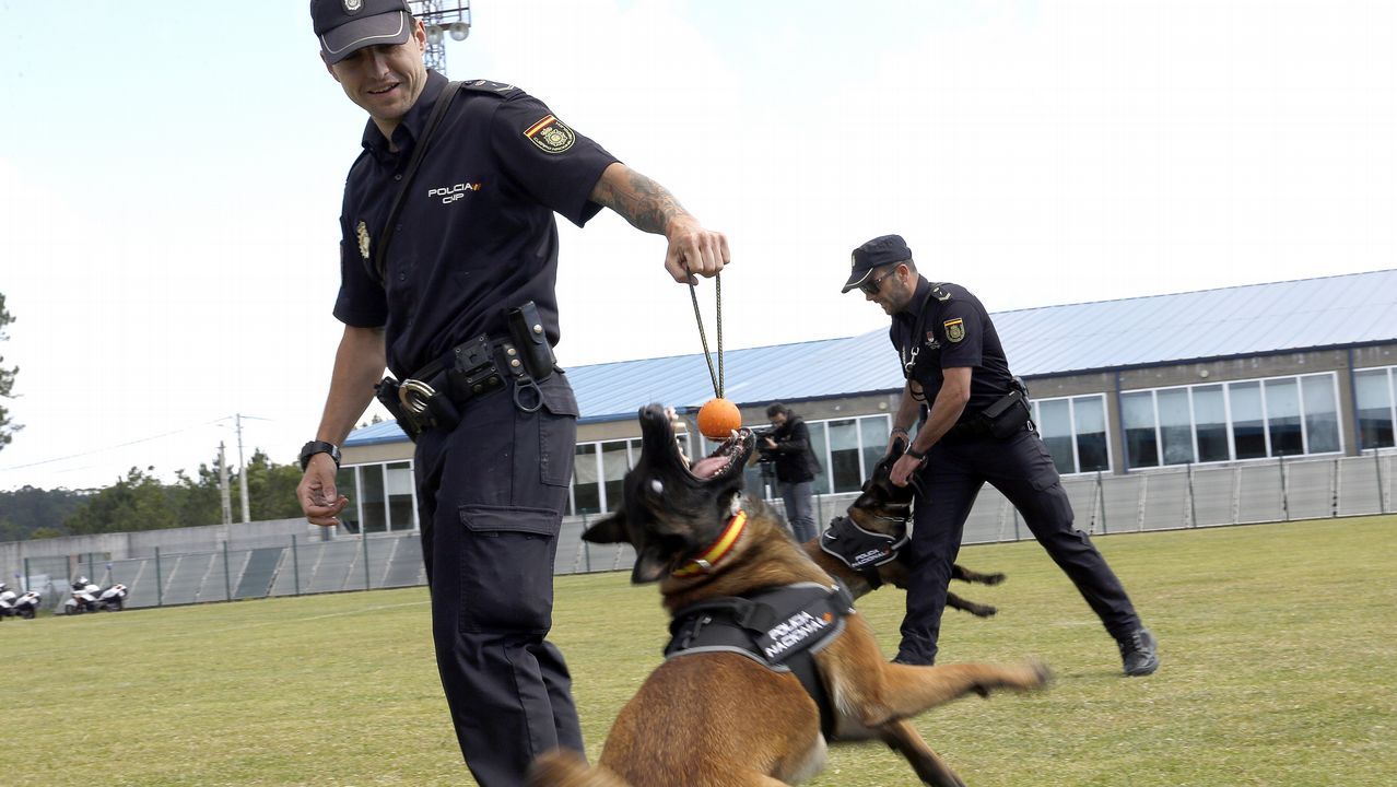Exhibicion de la Policía Nacional para los escolares de Ribeira con helicoptero, caballería, perros de rastreo