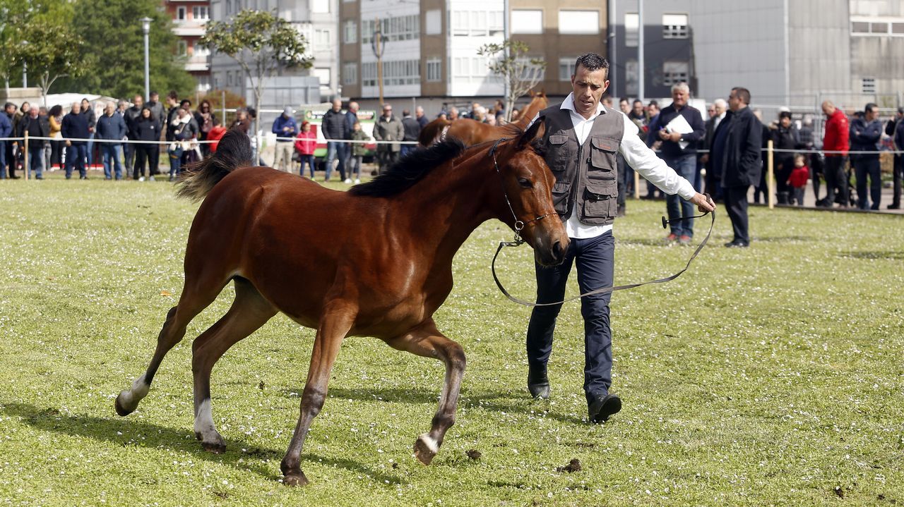 Feria caballar en las Fiestas de San Marcos 2019