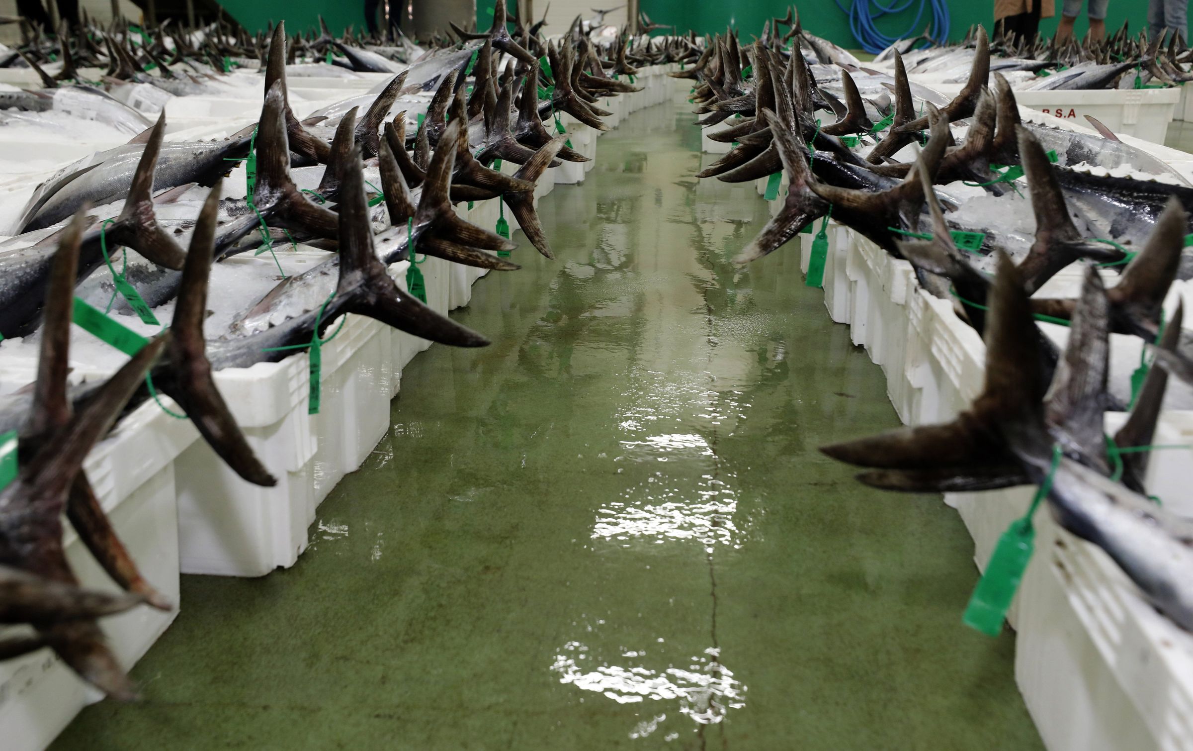 O bonito chega  lonxa de Burela. 08/07/2024