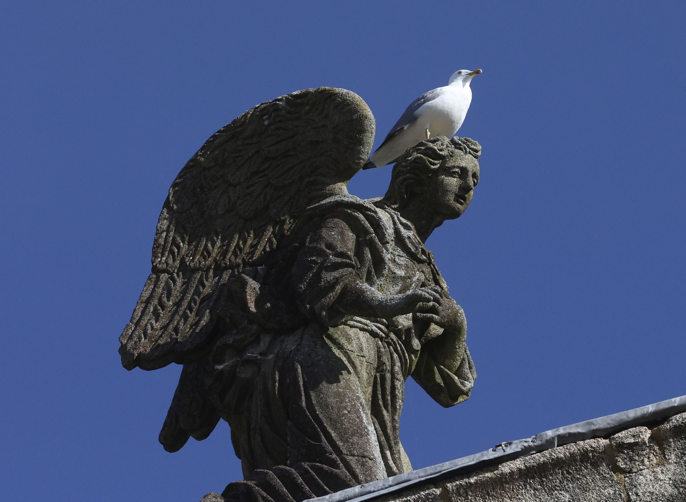 Gaivota sobre un anxo da igrexa das nimas en Santiago. 26/02/2025
