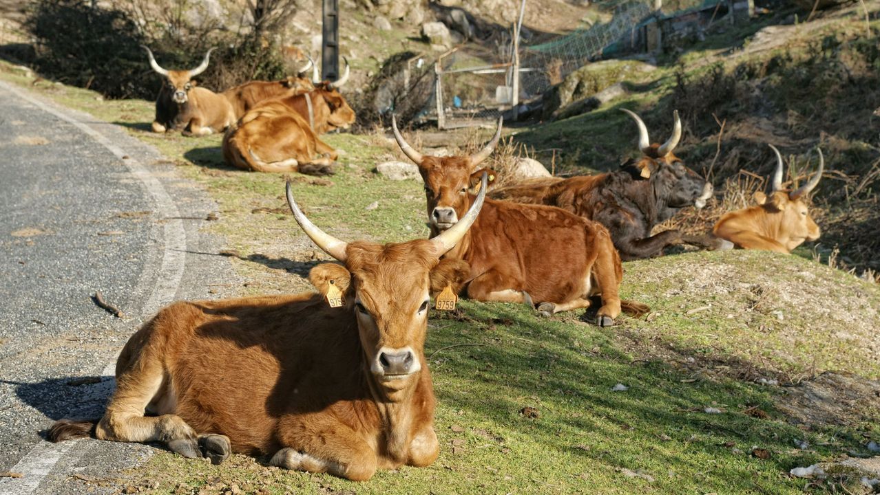 Parque Natural del Xurés