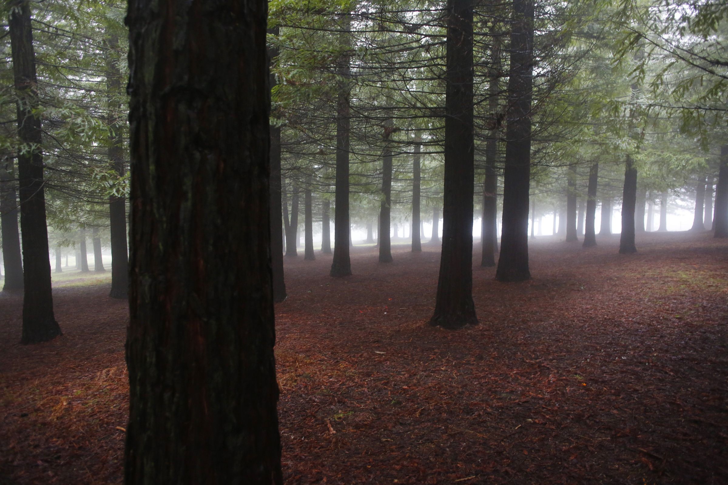 Bosque de secuoias en Poio. 23/12/2022
