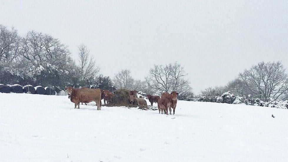 Segundo día de nevadas en Ourense.Nieve en Montederramo
