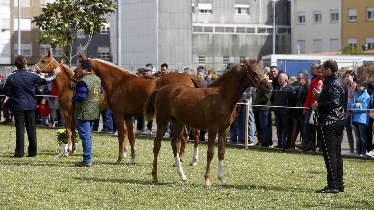 Feria caballar en las Fiestas de San Marcos 2019