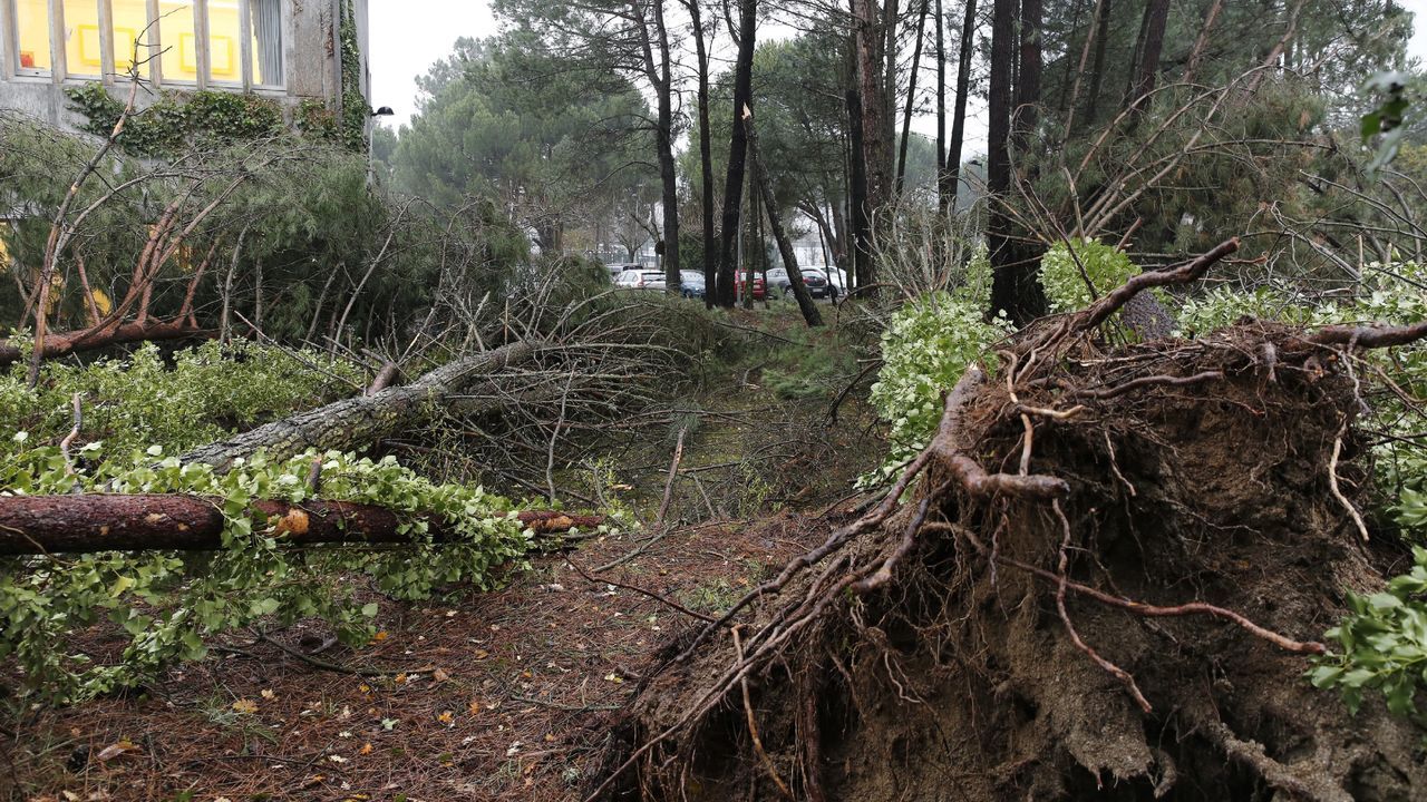 ASÍ HA CASTIGADO EL TEMPORAL A OURENSE.Las comarcas de A Limia y de Verín han sufrido daños en el campo y en edificaciones. En la Universidad Laboral también ha habido destrozos por árboles caídos