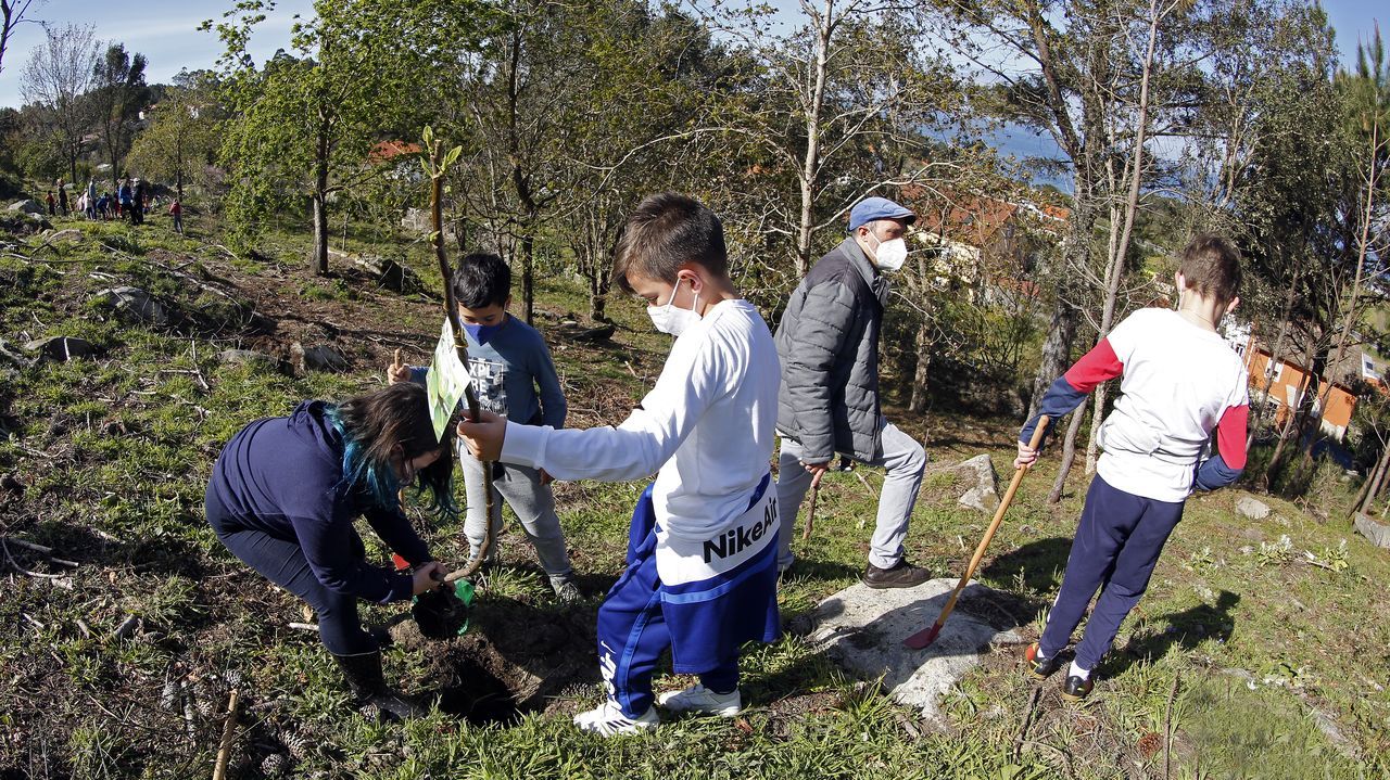 La comunidad de montes de Baroña continua con su bosque comestible
